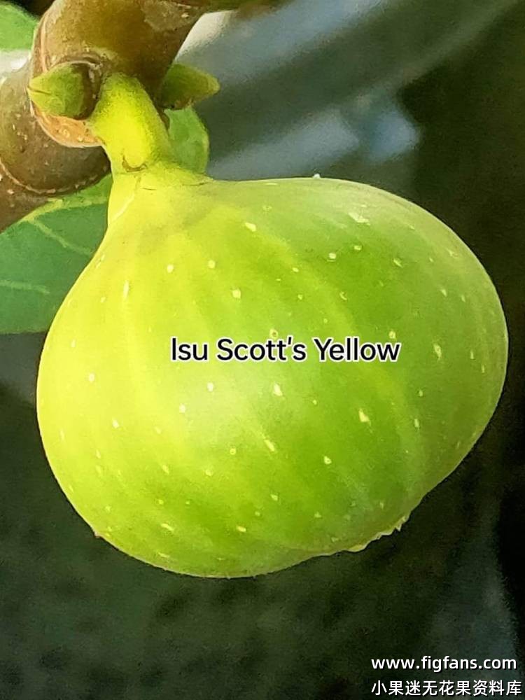 Lsu Scott's Yellow fig-小果迷