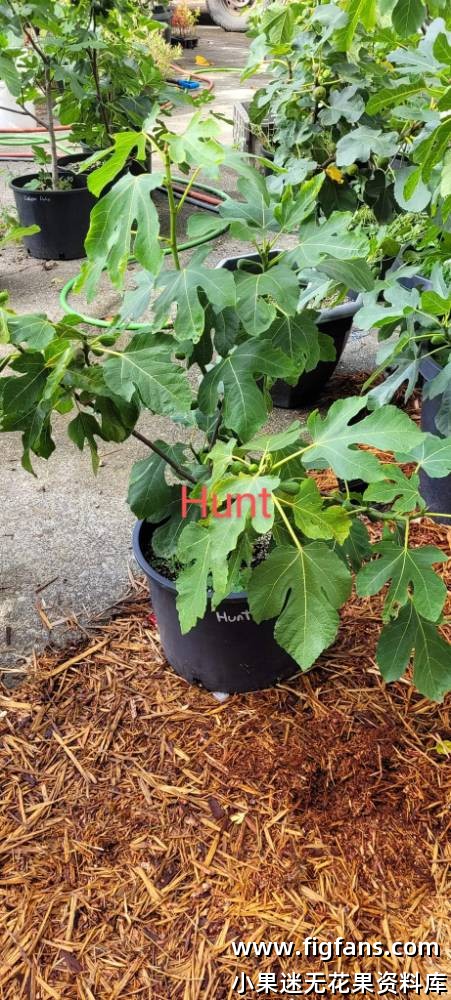 Hunt (USA)-小果迷