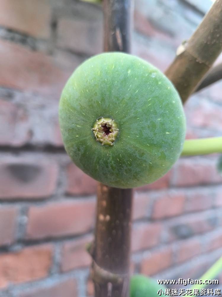 圣若梅格兰-小果迷