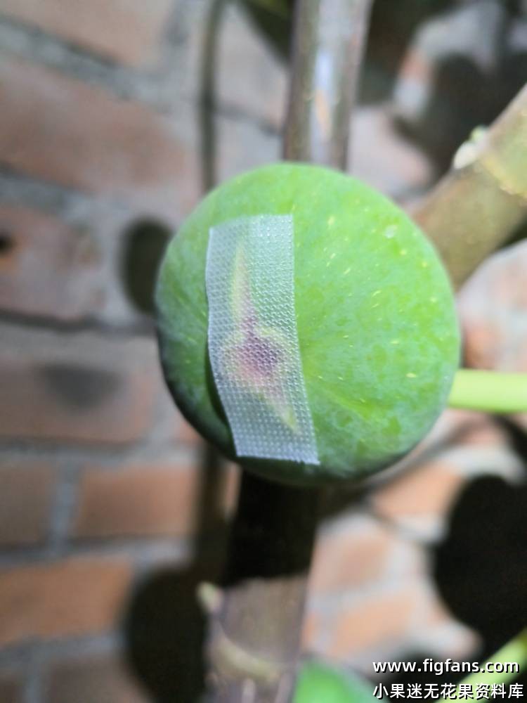 圣若梅格兰-小果迷