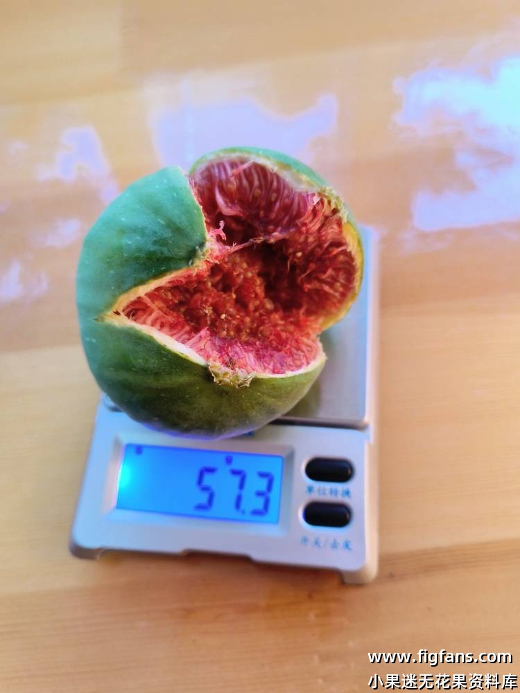 圣若梅格兰-小果迷