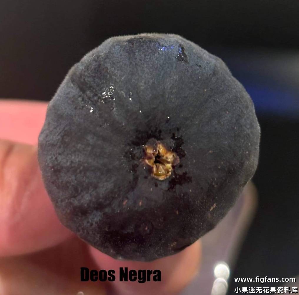 Deos Negra(Nikky)黑色死神-小果迷