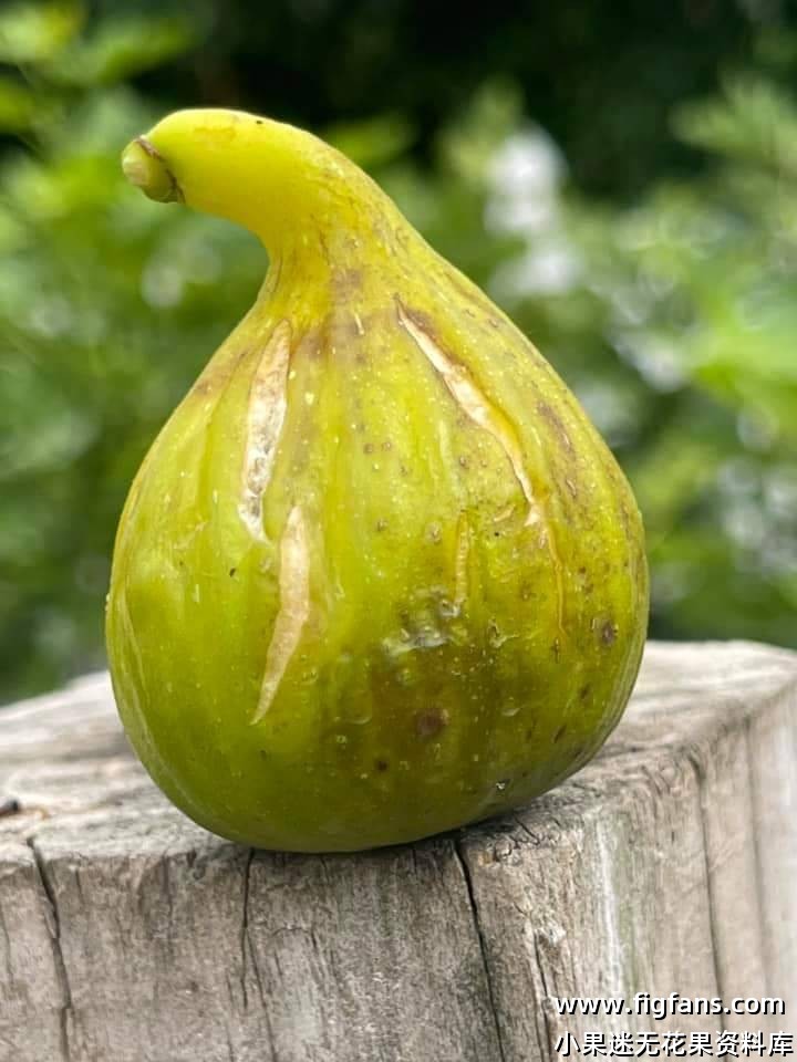 SMGG绿色希腊玛德琳姐妹-小果迷