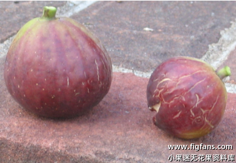 20.萨尔科立昂     Sal's Corleone-小果迷