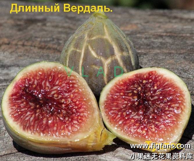 21.鲁巴多       Rubado ?(雨辰引进品种）-小果迷