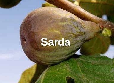 味道最好的无花果品种2:山口和德拉家族-小果迷