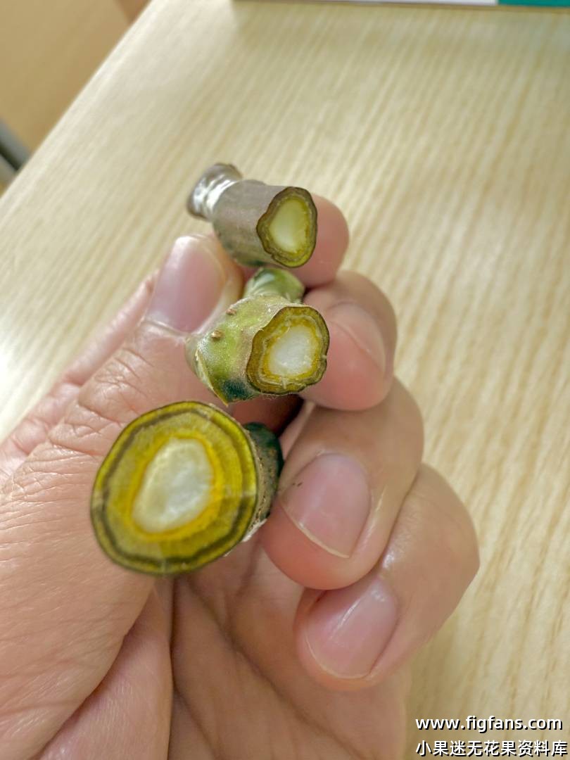 切面的愈合组织