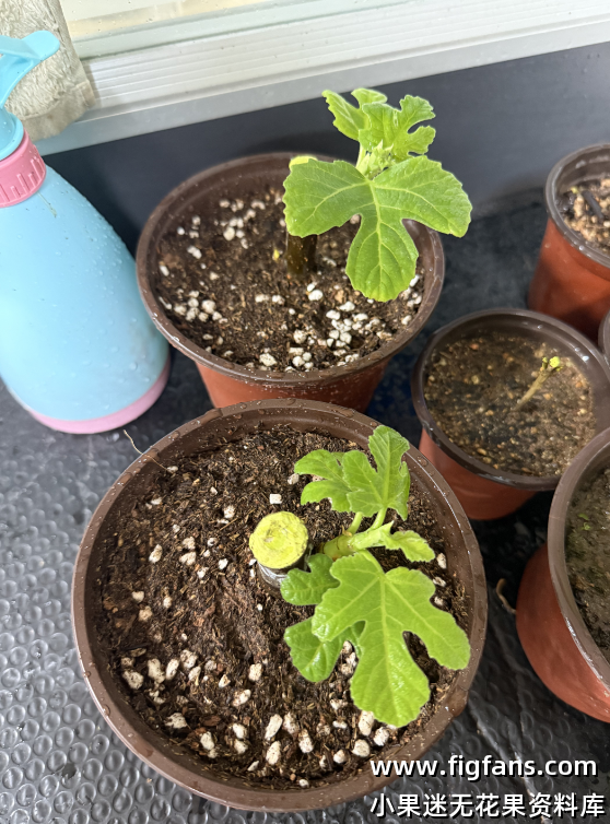 上盆假植第一天