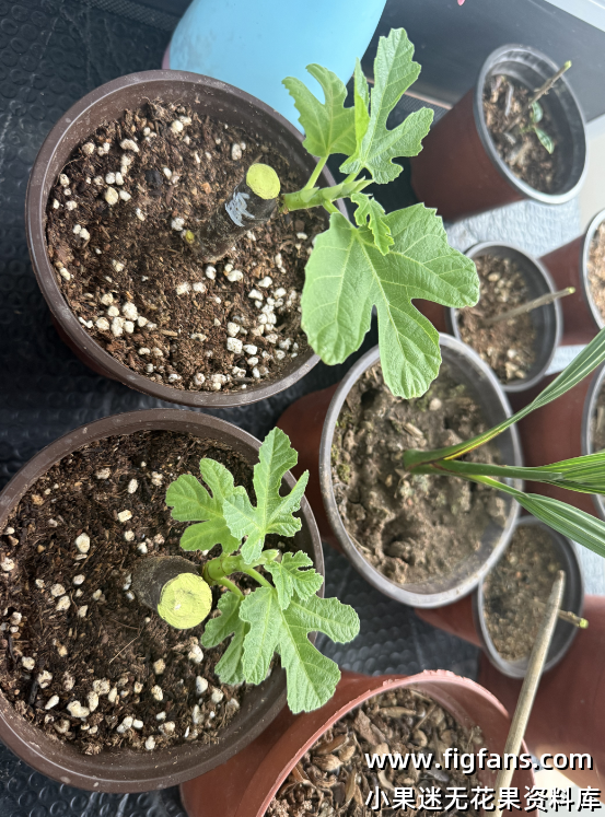 上盆假植第三天