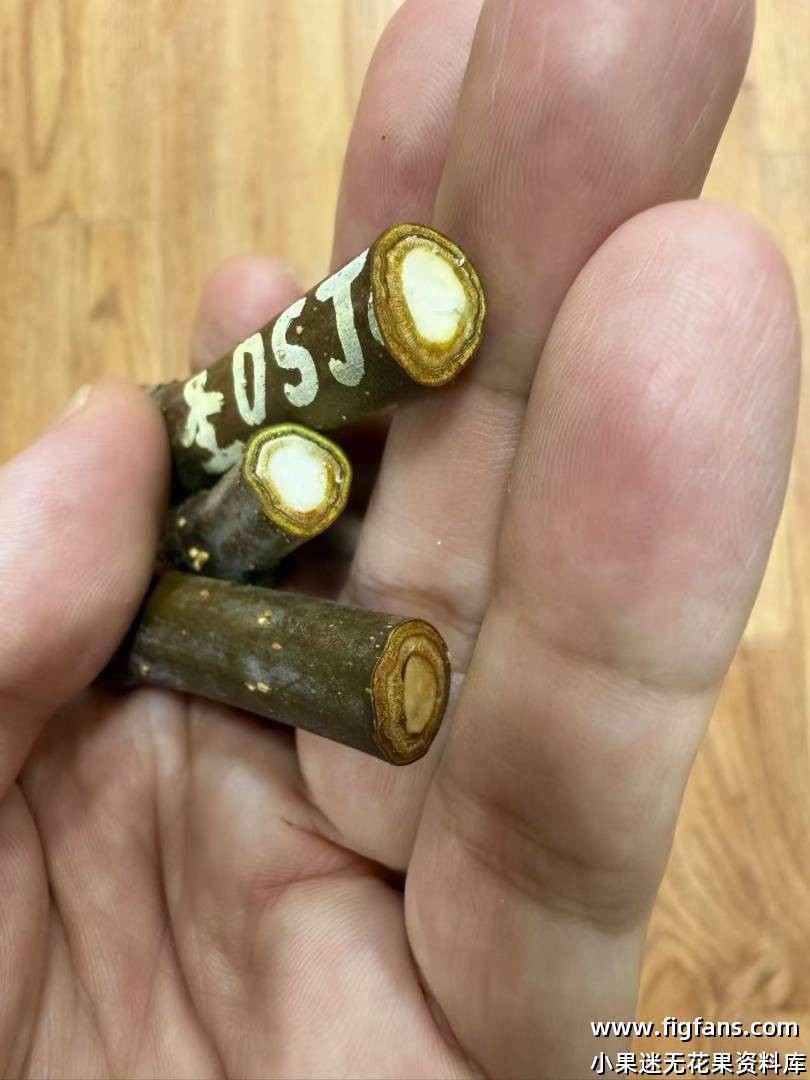 催愈2天长愈合组织了