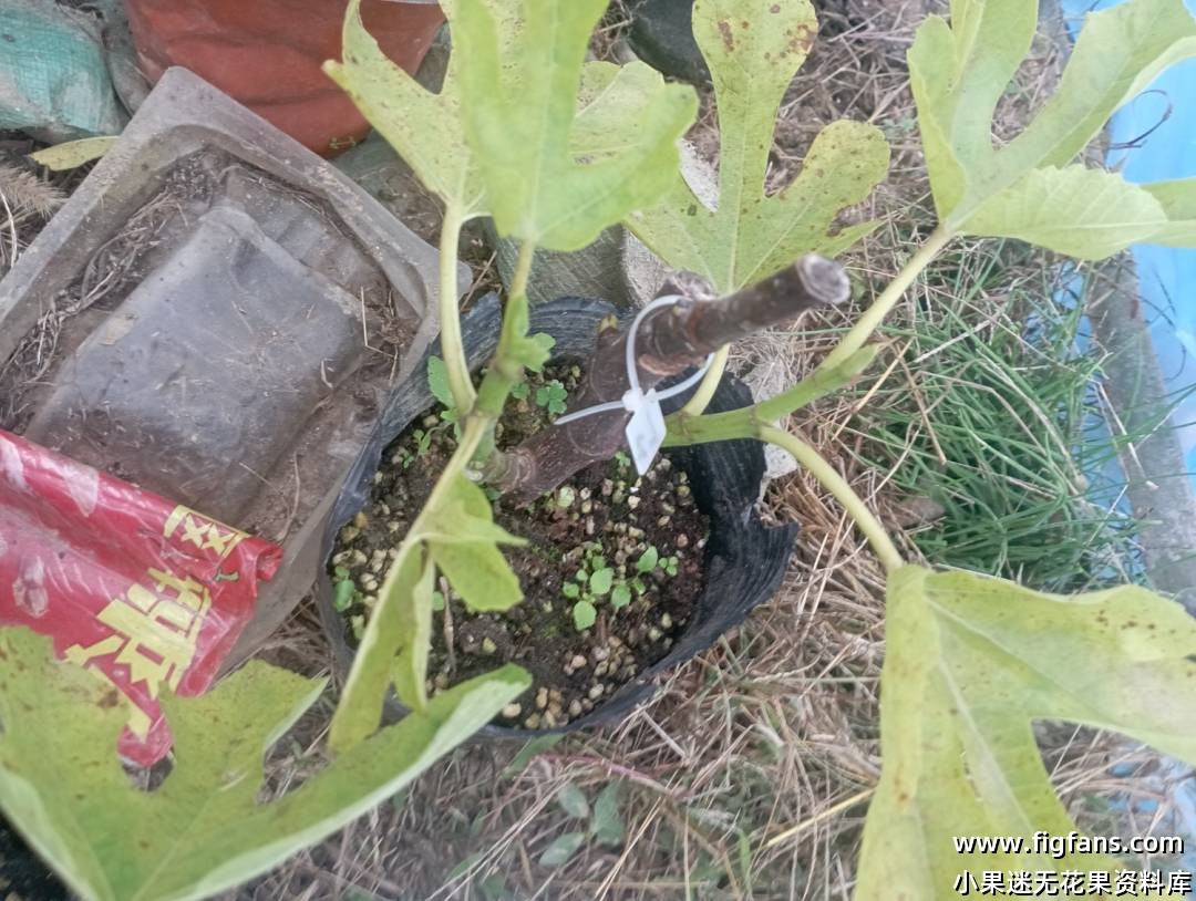 绿早无花果-小果迷