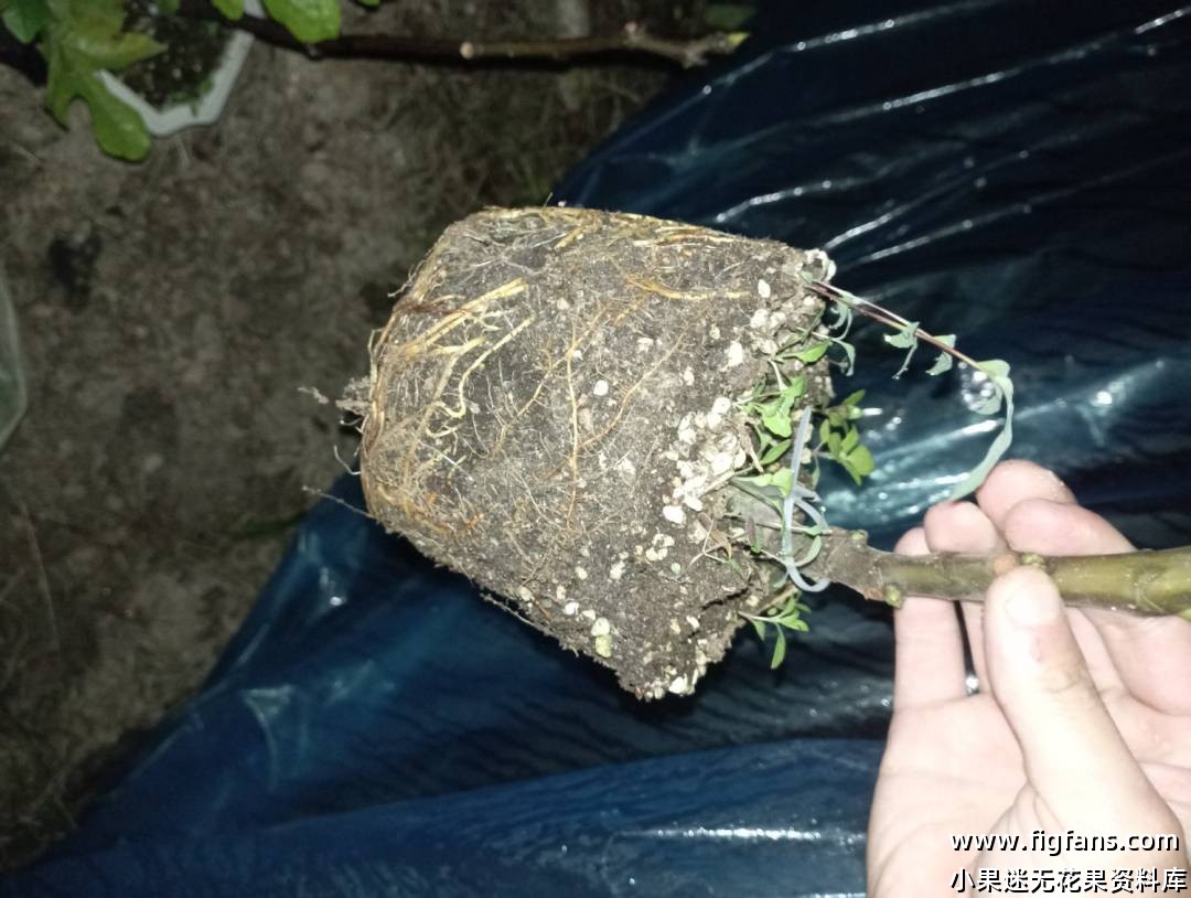 绿早无花果-小果迷