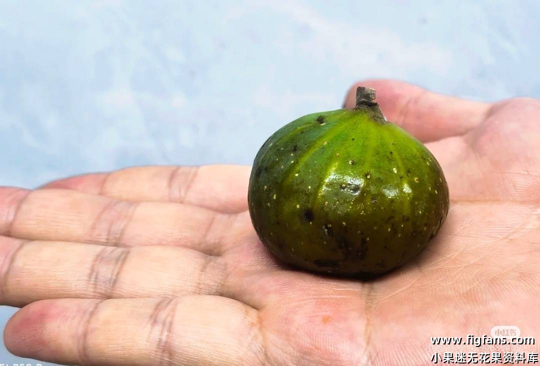 无花果授粉种子-小果迷