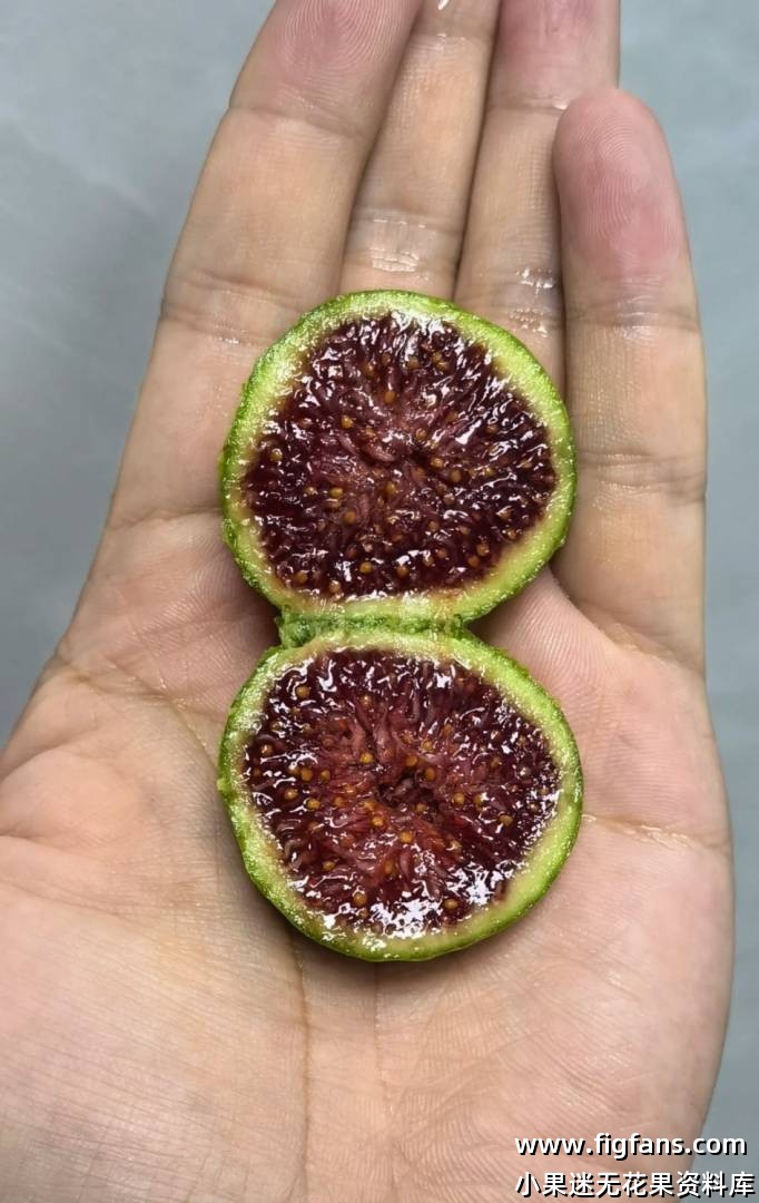 无花果授粉种子-小果迷