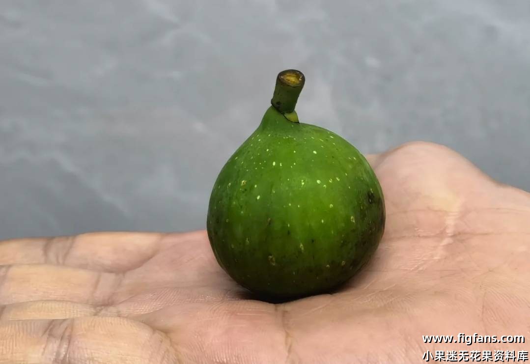 无花果授粉种子-小果迷