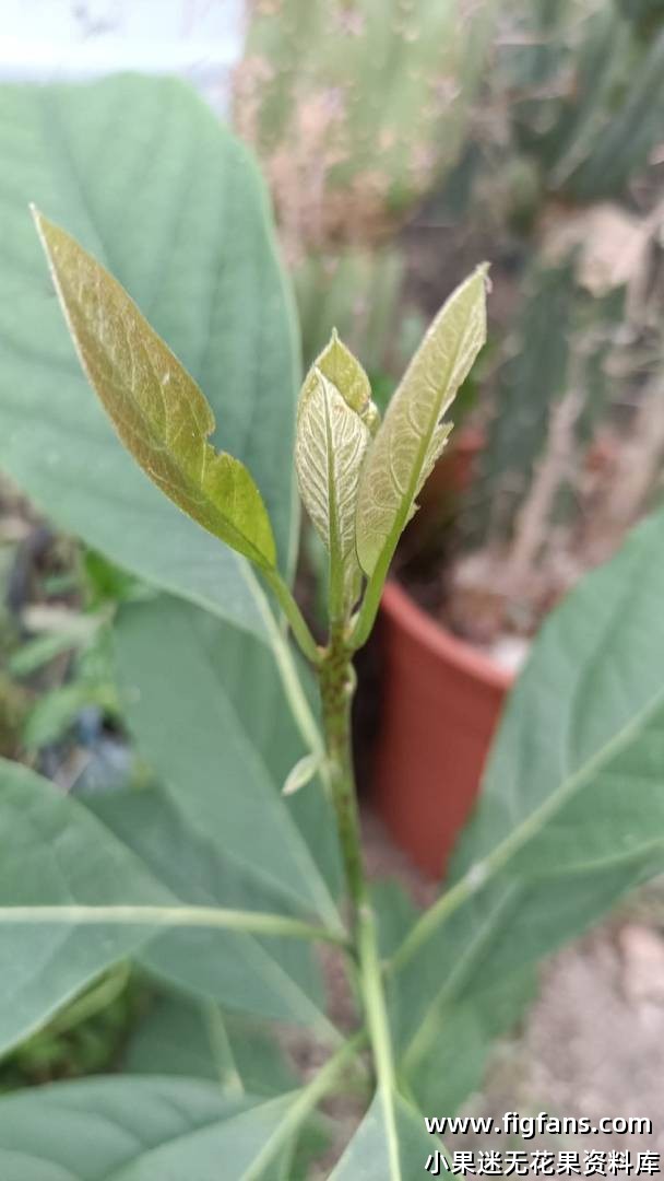 欢迎北方有地的小果迷-小果迷