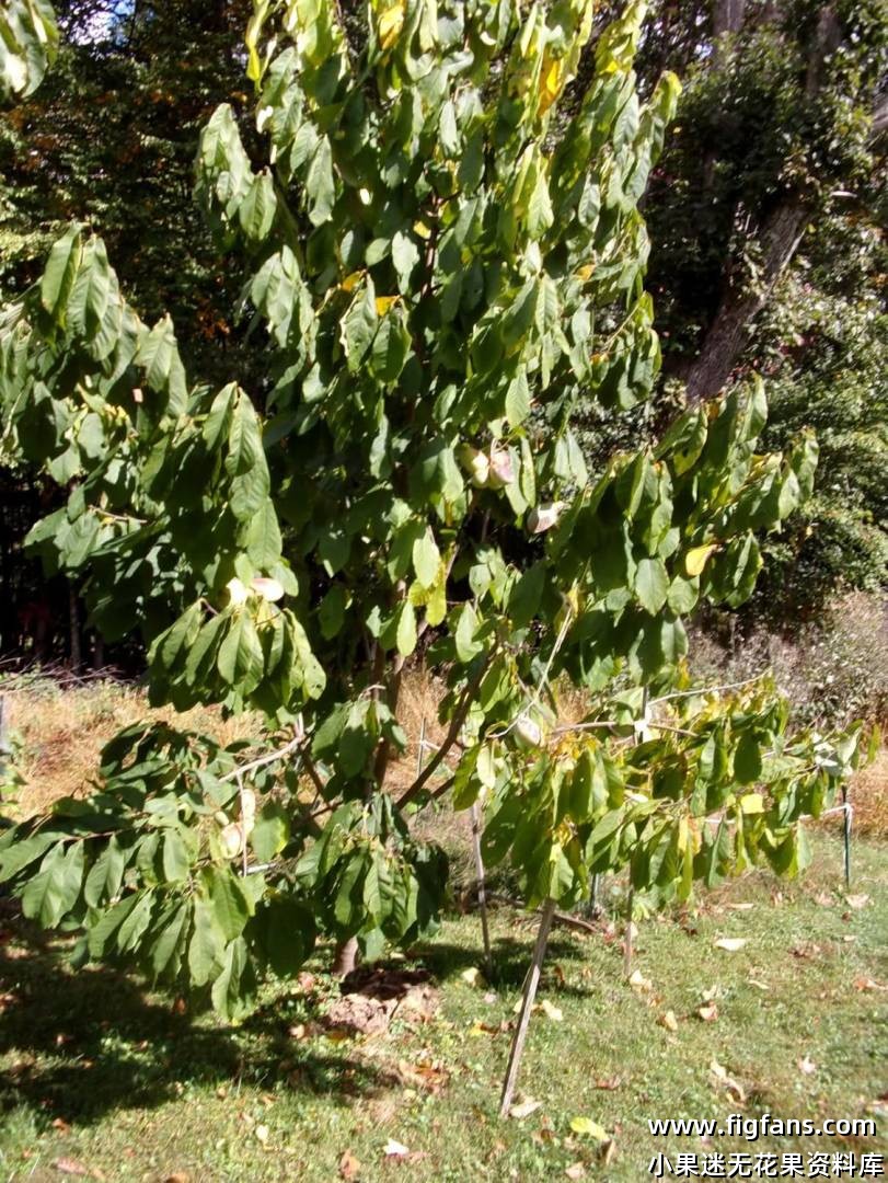 超多PAWPAW果图-小果迷