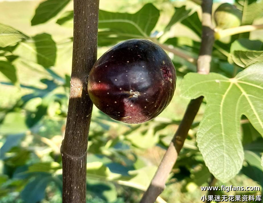 18.焦黑  待查-小果迷