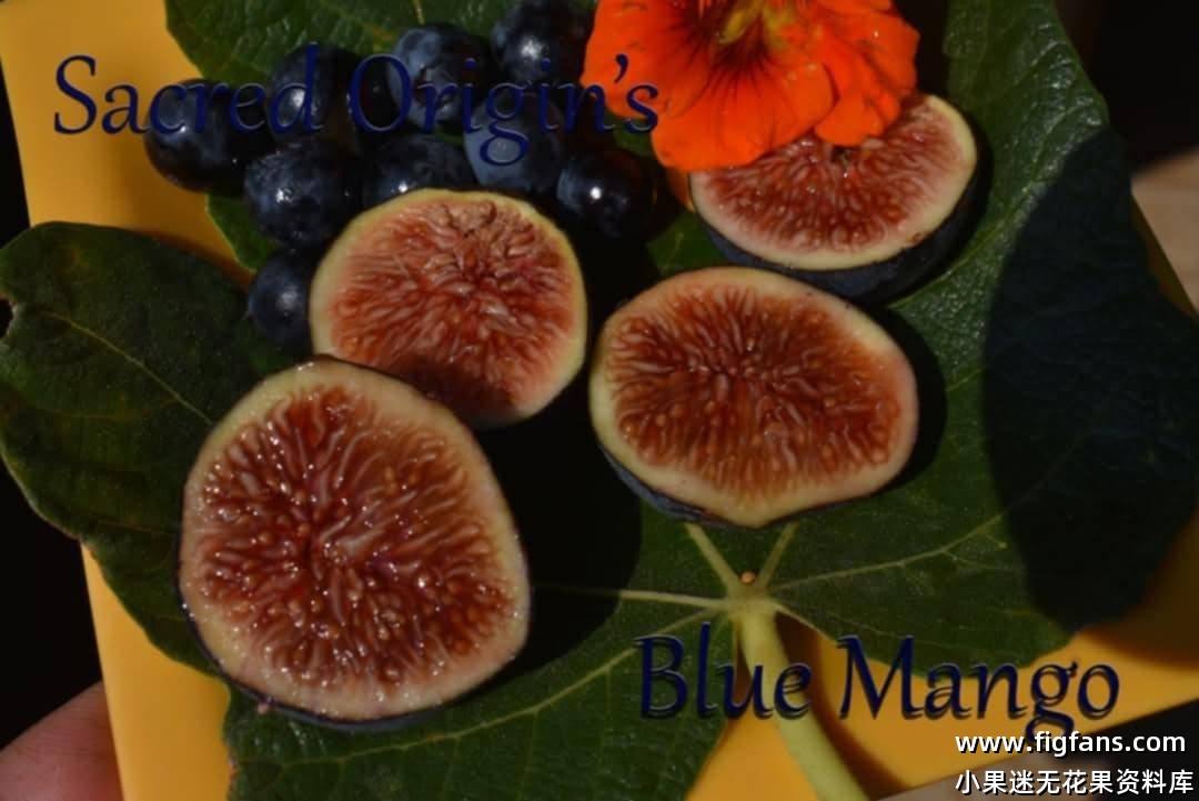 Dan最喜欢的无花果品种（按照口味）-小果迷