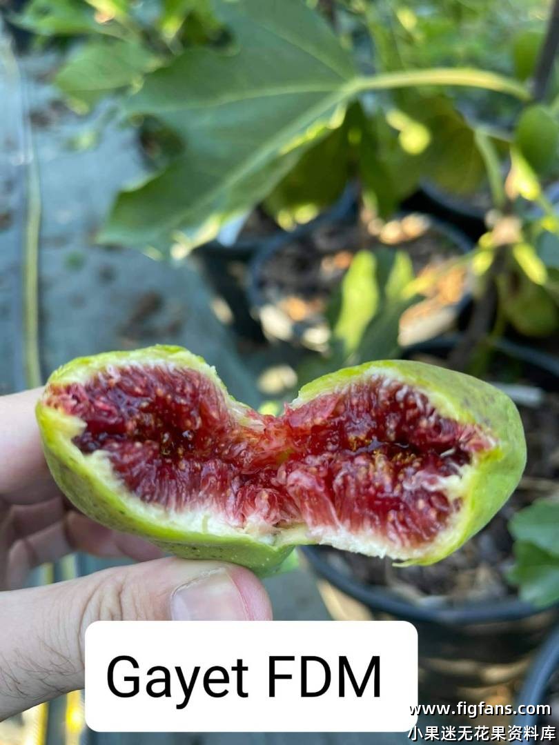 Gayet(FdM)   加耶特-小果迷