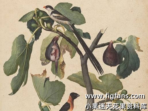 Affresco a Palazzo Grimani - Venezia.jpg