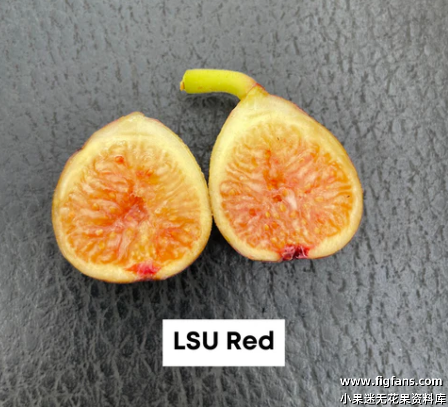 24.路易斯安娜红  LSU Red（Dan.Louie)-小果迷