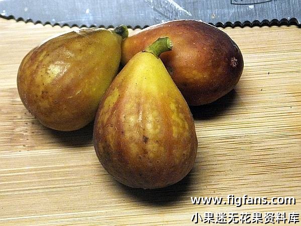 56.亨特  Hunt（Byron.BC)-小果迷