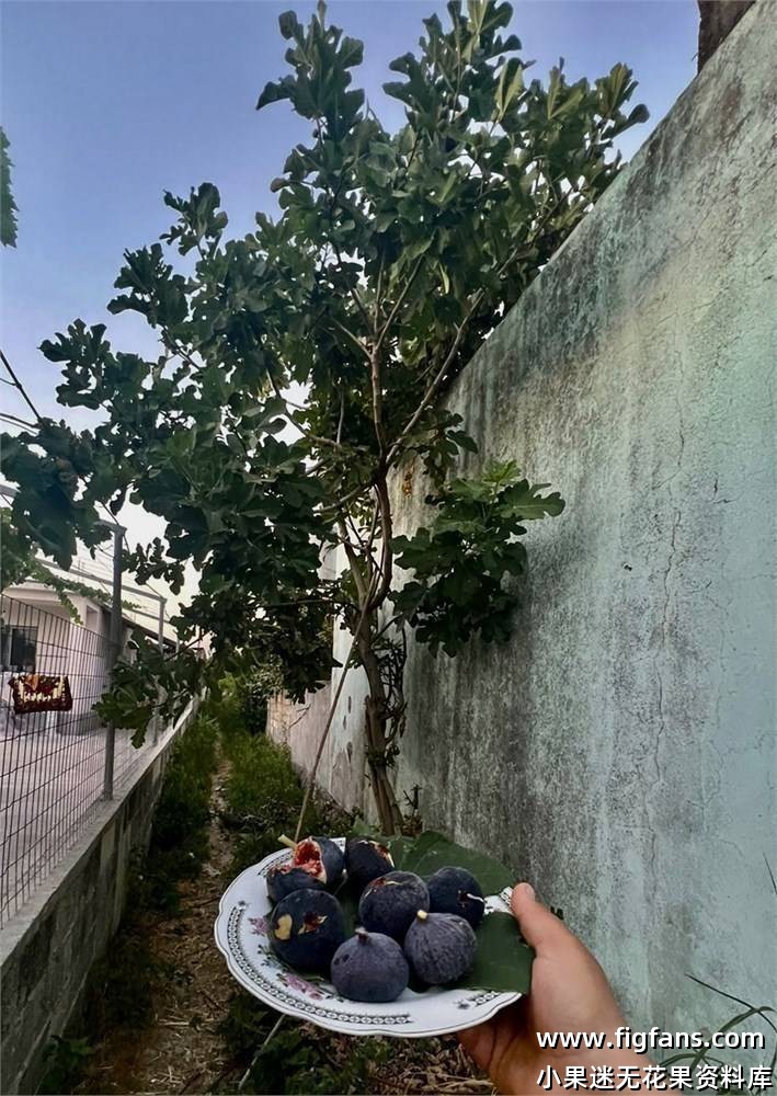 28.里斯坦/花园  Ristan（Dan.Louie)-小果迷