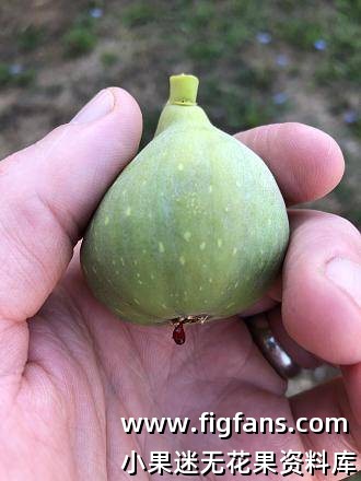 29.利帕里大怪物 Grosse Monstrueuse de Lipari（Byron.BC）-小果迷