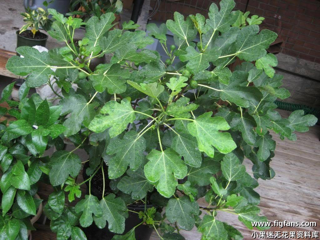 Nelsons Paradiso.jpg