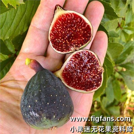 15.库弗特/涵洞/溶洞     Cuvert  FdM-小果迷