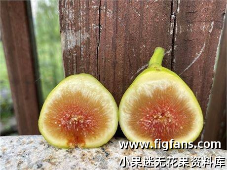 16.苦皮2   buccia amara2 （My Garden,My Fig. 我的花園，我的無花果）-小果迷