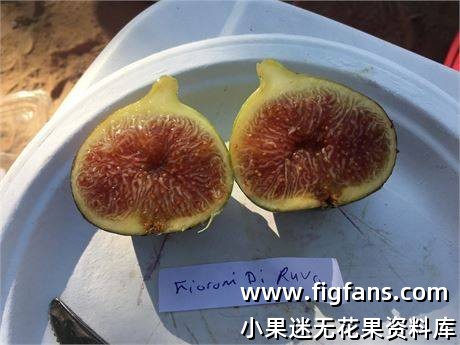 10种无花果品种，让您立即拥有完整的收藏(The Millennial Gardener)-小果迷