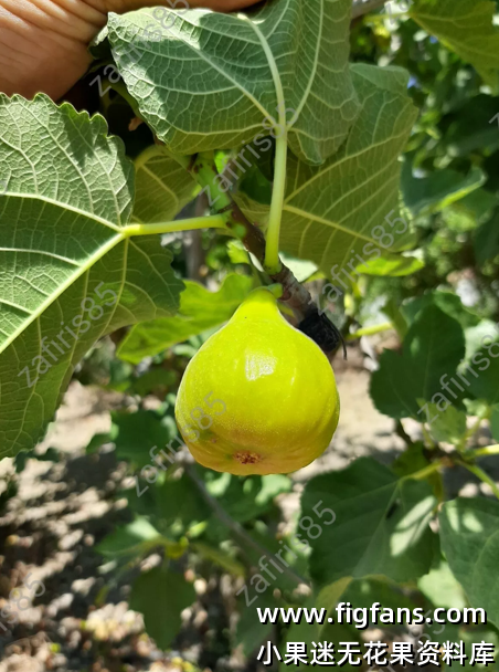 19.金泰尔白  Gentile Bianco（My Garden,My Fig. 我的花園，我的無花果）-小果迷