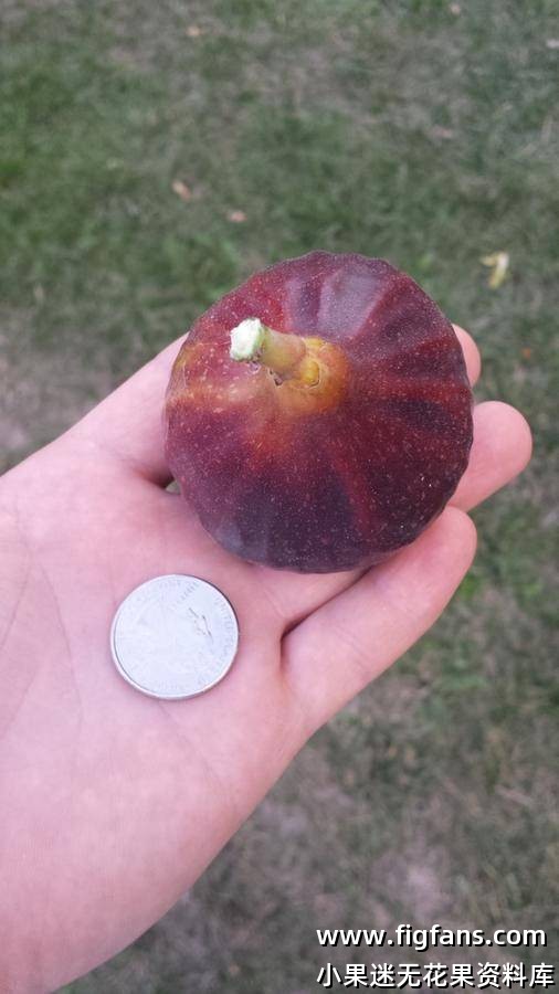 黑色天堂     Paradiso Nero-小果迷