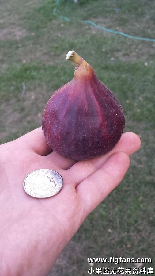 黑色天堂     Paradiso Nero-小果迷