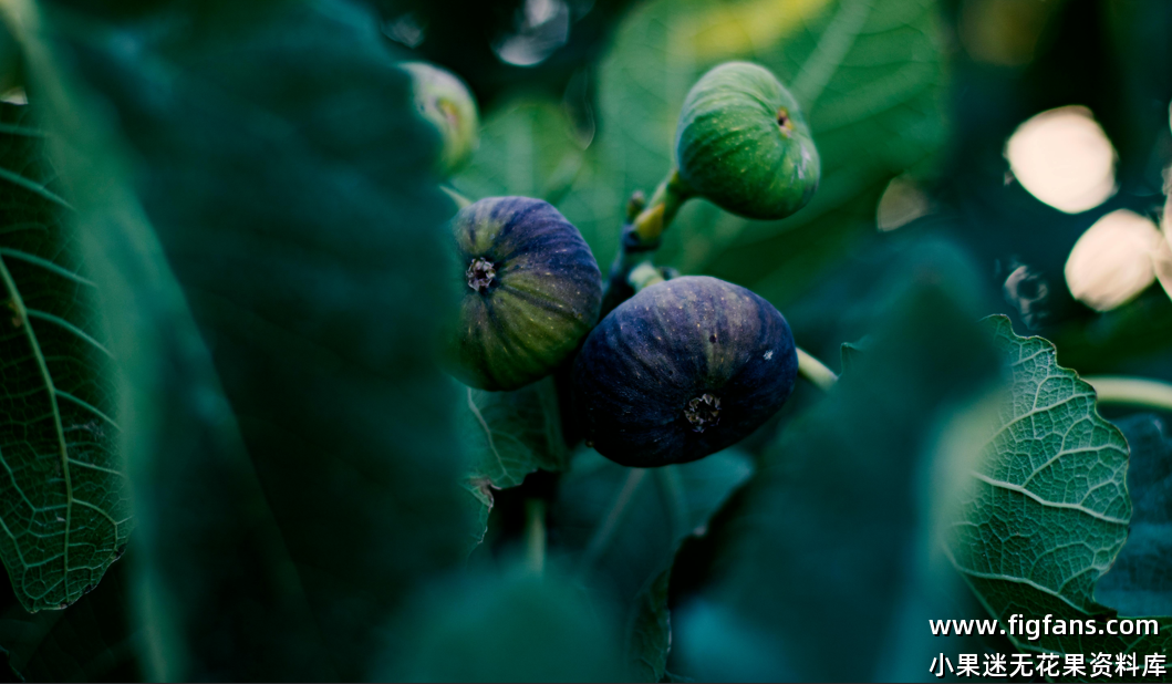 32.绿色任务/绿色使命 Greens Mission（My Garden,My Fig. 我的花園，我的無花果-小果迷