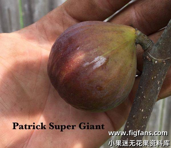 Patrick's Supergiant4.jpg