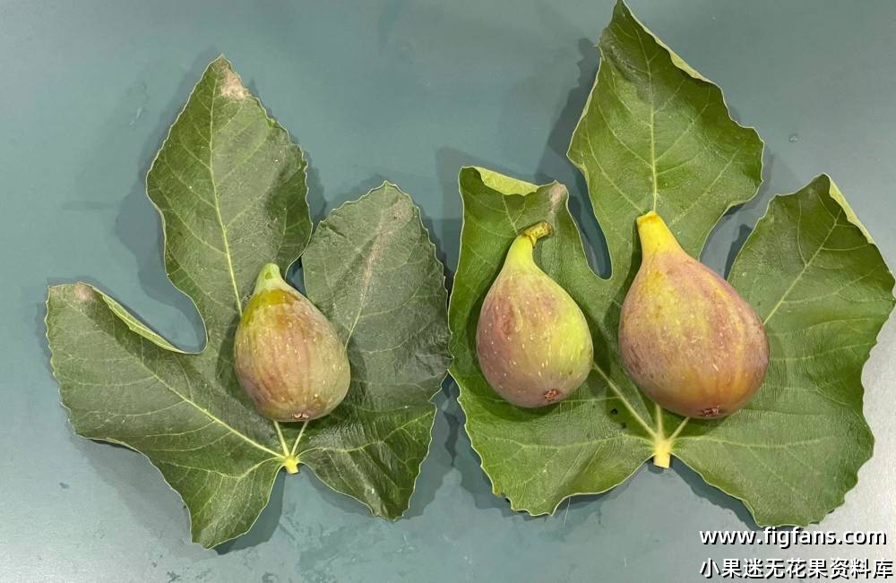 KTJ and Flanders.jpg