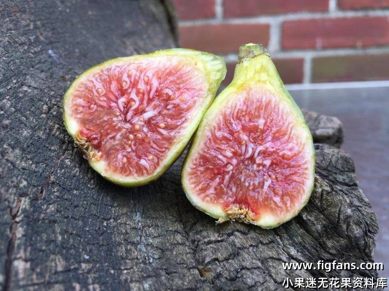 69.黑屁股/黑弩尔  Cul Noir（Vinny.London.UK)-小果迷