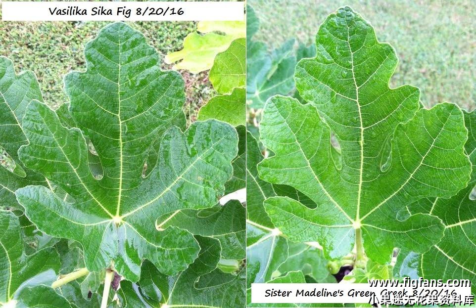 vasilika sika and sister madeline1.jpg