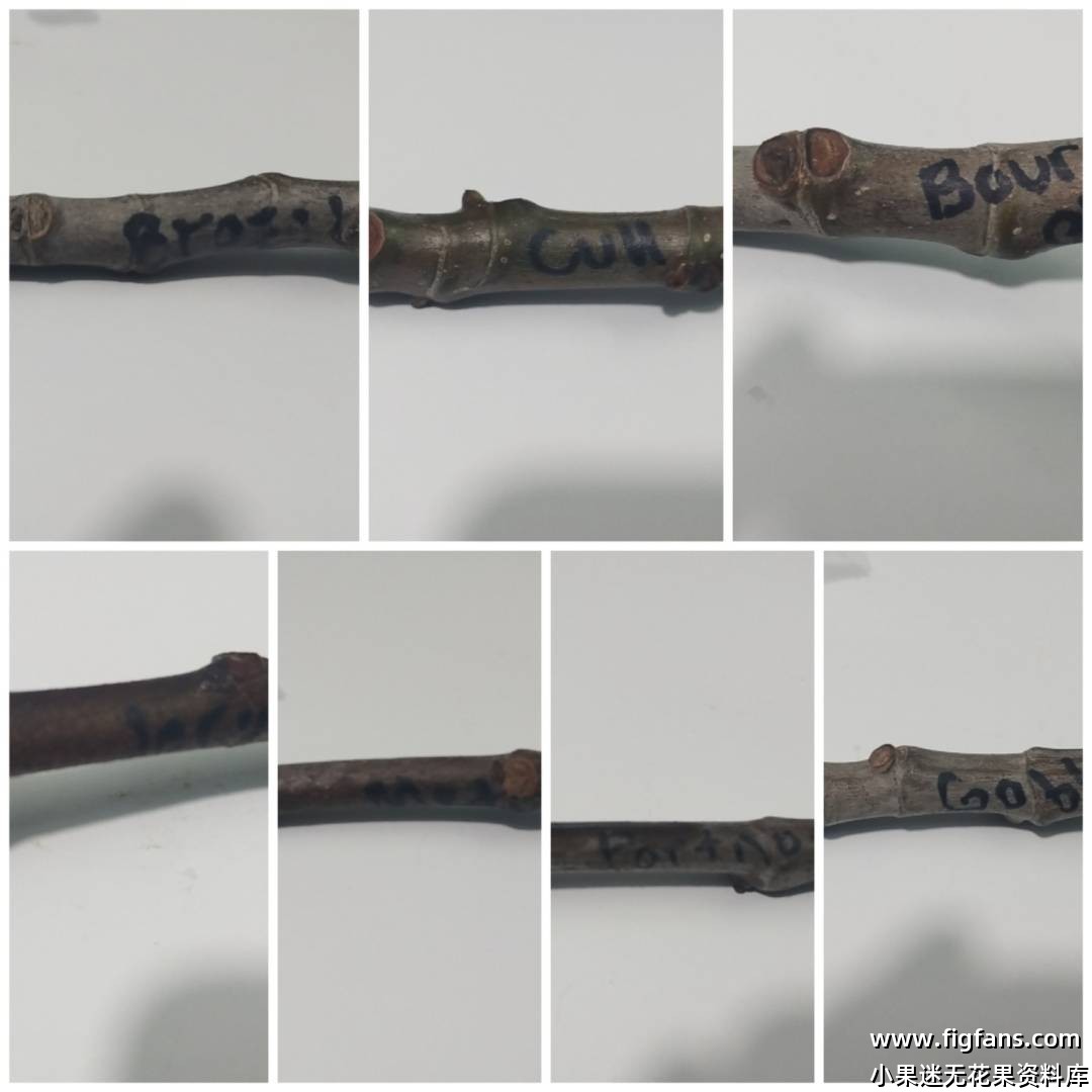 新品种VDB，黑屁股-小果迷