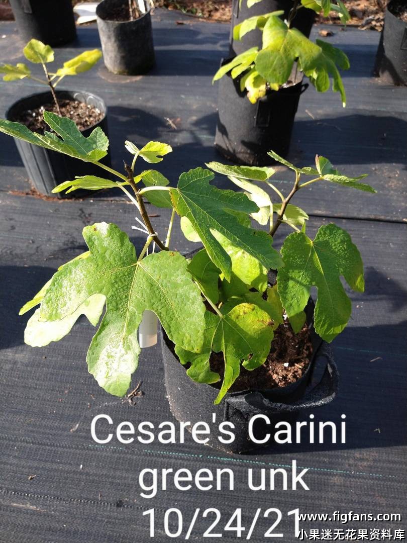 Cesares Carini green unk.jpg