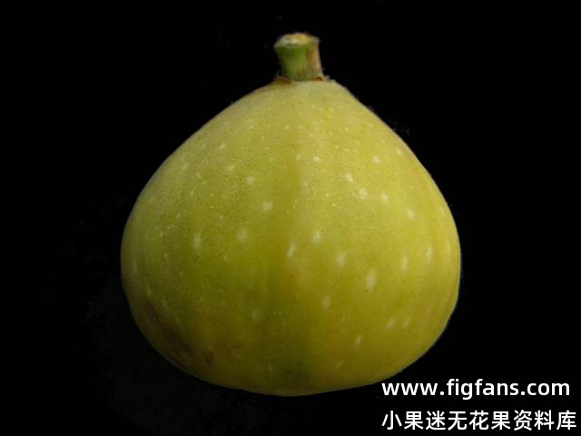 FP983-51.jpg