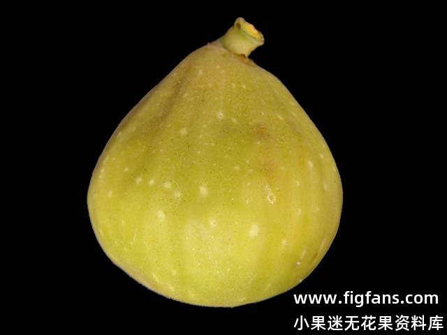 FP983-52.jpg