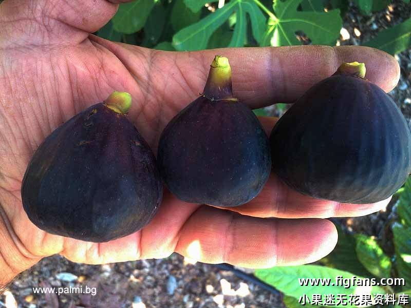 74.黑色多诺夫   Black Donov（Matthew Tate）-小果迷