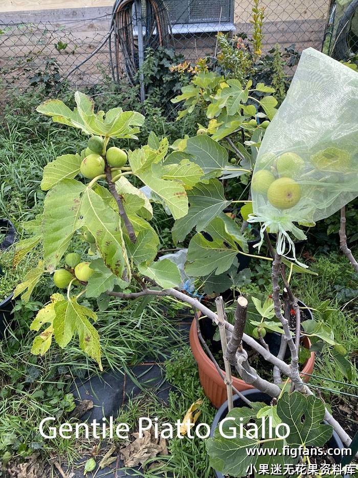 00.-Baum-1.jpeg