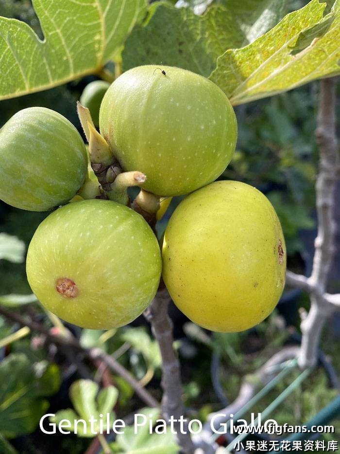 00-Gentil-Piiatto-Giallo-2-1.jpeg
