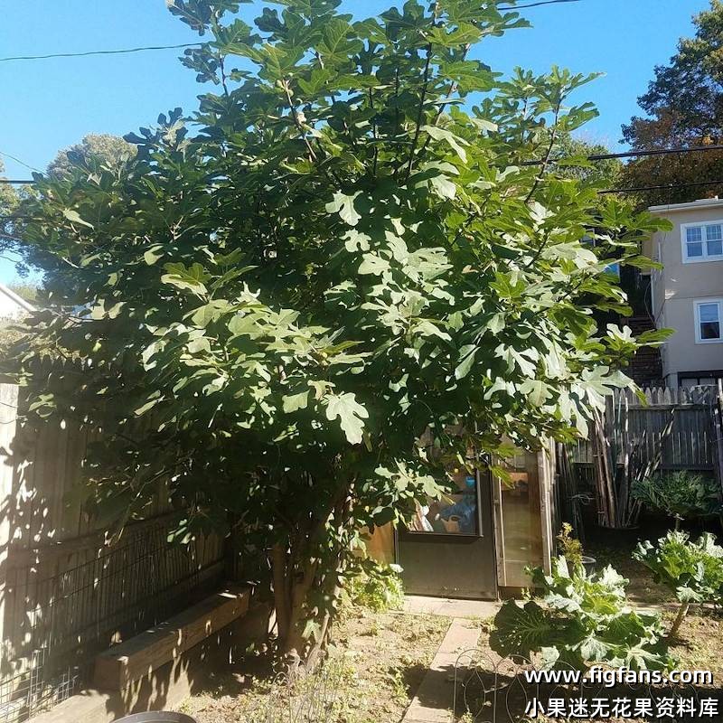 Moscatel Branco Mother Tree.jpg