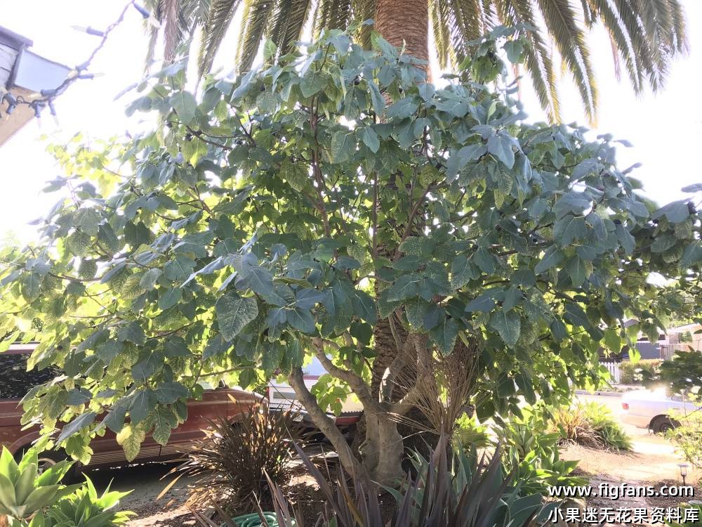 Cherry Cordial mother tree.jpg